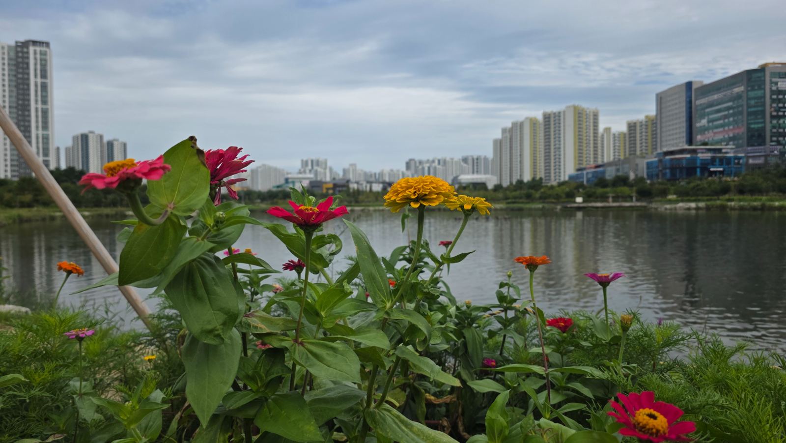 미사호수공원 백일홍 2